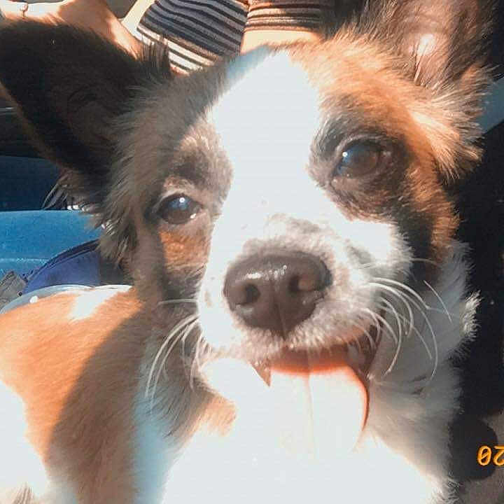 Rosco joined the competition — help win amazing prizes! accessories, animal, belt, canine, chihuahua, cockerspaniel, cushion, dog, face, head, homedecor, hound, papillon, person, pet, photography, portrait, puppy, transportation, vehicle