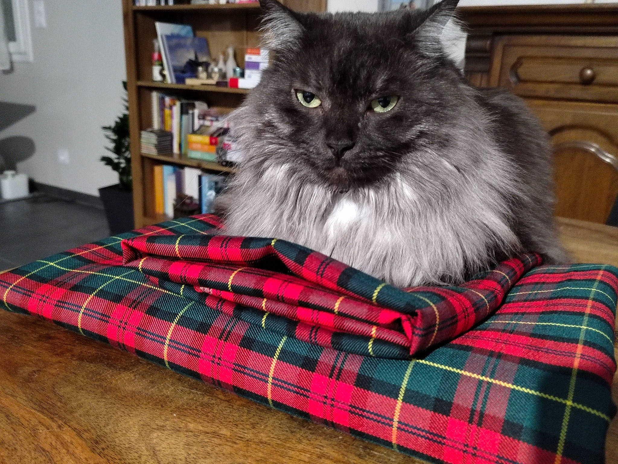 Oslo a rejoint le concours — aidez-le/la à gagner de superbes lots ! bookcase, cabinetry, carnivore, cat, comfort, felidae, flooring, fur, grey, linens, pattern, plaid, shelf, sitting, small_to_medium_sized_cats, tail, tartan, textile, whiskers, wood