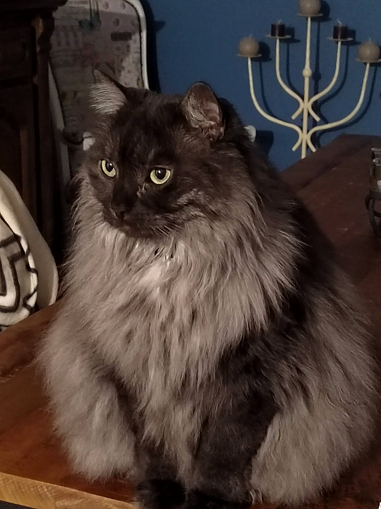 Oslo participe au concours pour gagner de l'argent avec cette photo : art, british_longhair, candle, candle_holder, carnivore, cat, felidae, fur, hardwood, maine_coon, menorah, sitting, small_to_medium_sized_cats, snout, tail, terrestrial_animal, whiskers, wood