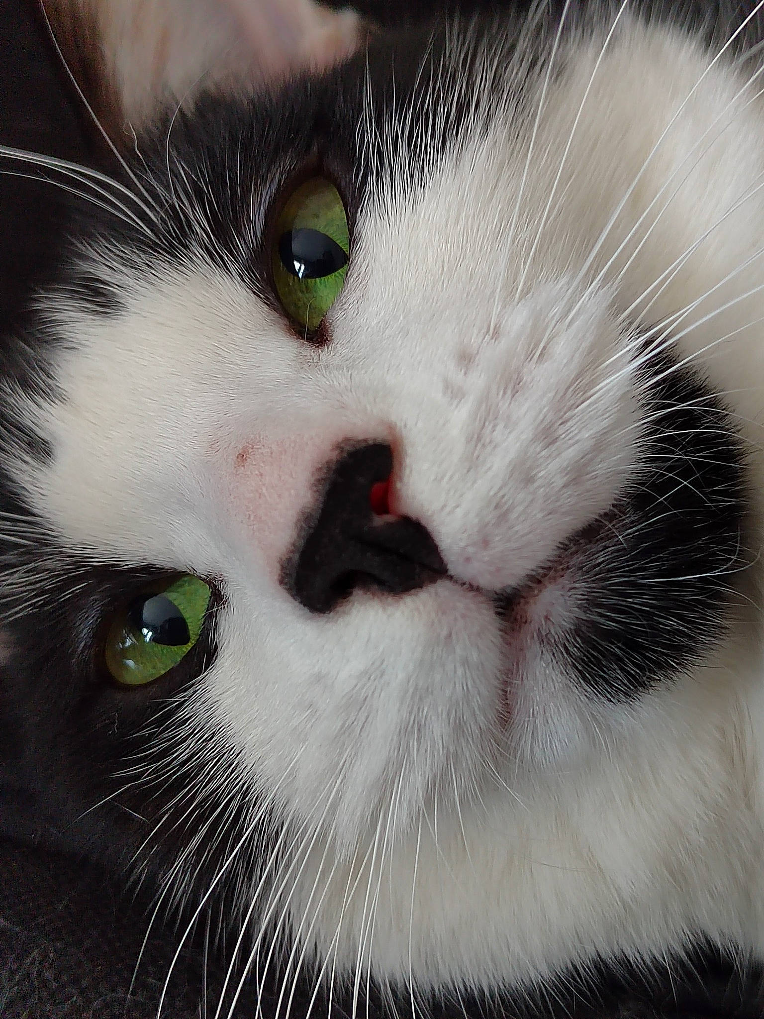 Sidney a rejoint le concours — aidez-le/la à gagner de superbes lots ! carnivore, cat, close_up, domestic_short_haired_cat, felidae, fur, no_expression, small_to_medium_sized_cats, snout, terrestrial_animal, whiskers