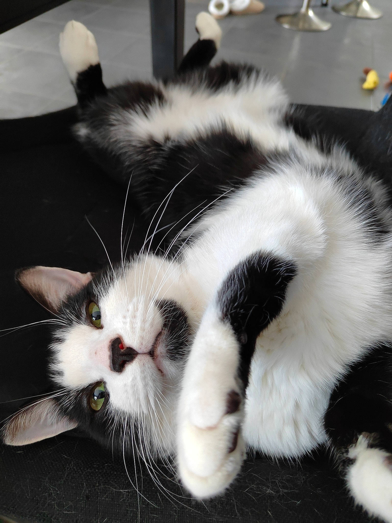 Sidney a rejoint le concours — aidez-le/la à gagner de superbes lots ! carnivore, cat, claw, comfort, domestic_short_haired_cat, eye, felidae, foot, fur, nap, paw, sleep, small_to_medium_sized_cats, snout, tail, terrestrial_animal, whiskers