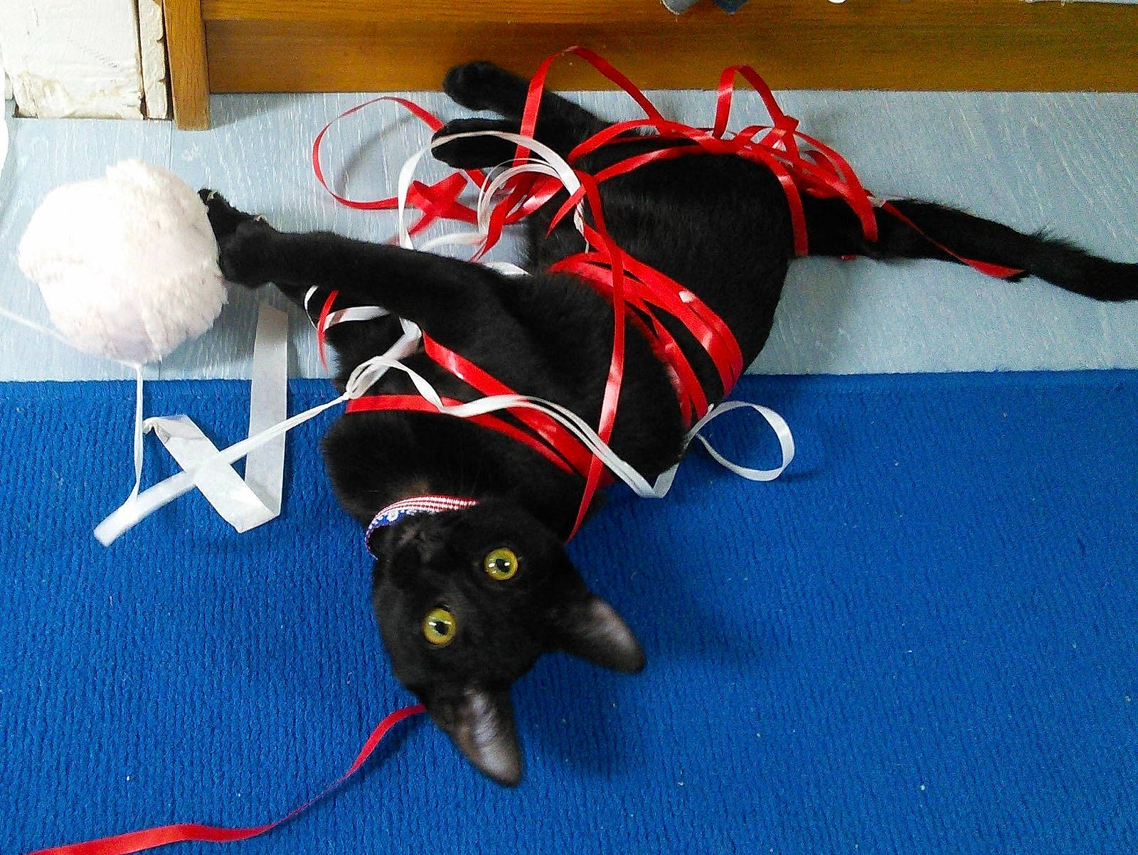 Mouche a rejoint le concours — aidez-le/la à gagner de superbes lots ! audio_equipment, cable, carmine, carnivore, collar, cross_training_shoe, dog, dog_breed, dog_supply, electric_blue, electrical_wiring, electronics_accessory, event, fictional_character, flooring, leash, personal_protective_equipment, tail, wire, working_animal