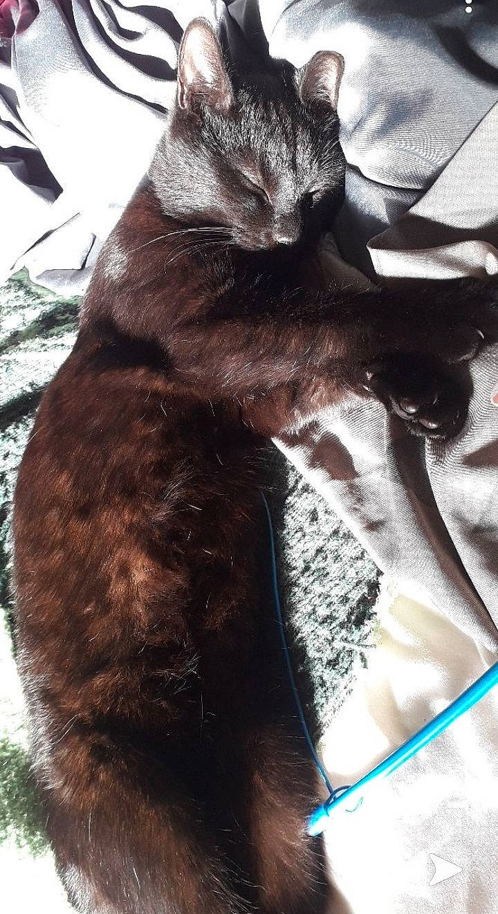 Khaïs a rejoint le concours — aidez-le/la à gagner de superbes lots ! black_cat, burmese, carnivore, cat, domestic_short_haired_cat, felidae, fur, german_rex, korat, small_to_medium_sized_cats, snout, tail, whiskers