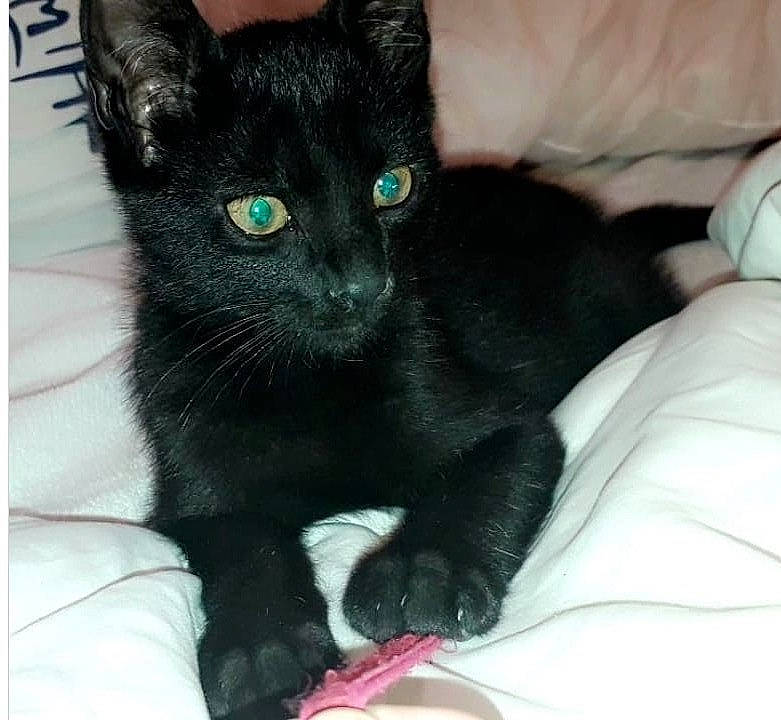 Tarzan participe au concours pour gagner de l'argent avec cette photo : asian, black, black_cat, bombay, carnivore, cat, claw, domestic_short_haired_cat, felidae, fur, german_rex, havana_brown, javanese, kitten, korat, mammal, polydactyl_cat, small_to_medium_sized_cats, vertebrate, whiskers