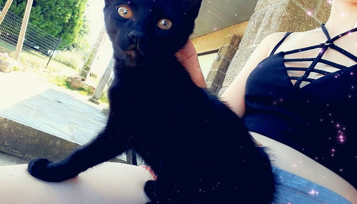 Tarzan a rejoint le concours — aidez-le/la à gagner de superbes lots ! asian, black, black_cat, bombay, carnivore, cat, felidae, fur, kitten, mammal, small_to_medium_sized_cats, tail, whiskers