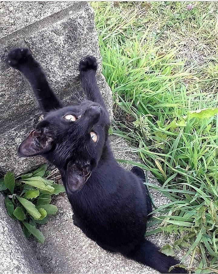 Tarzan a rejoint le concours — aidez-le/la à gagner de superbes lots ! black_cat, canidae, carnivore, cat, felidae, grass, plant, small_to_medium_sized_cats, sporting_group, tail