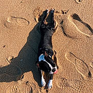 Snoopie a rejoint le concours — aidez-le/la à gagner de superbes lots ! dog, beach, sand, paw_prints, footprints, sunlight, shadow, black_and_white, tongue_out, playful, animal, pet, outdoor, summer, relaxation, canine, texture, nature, daytime, harness