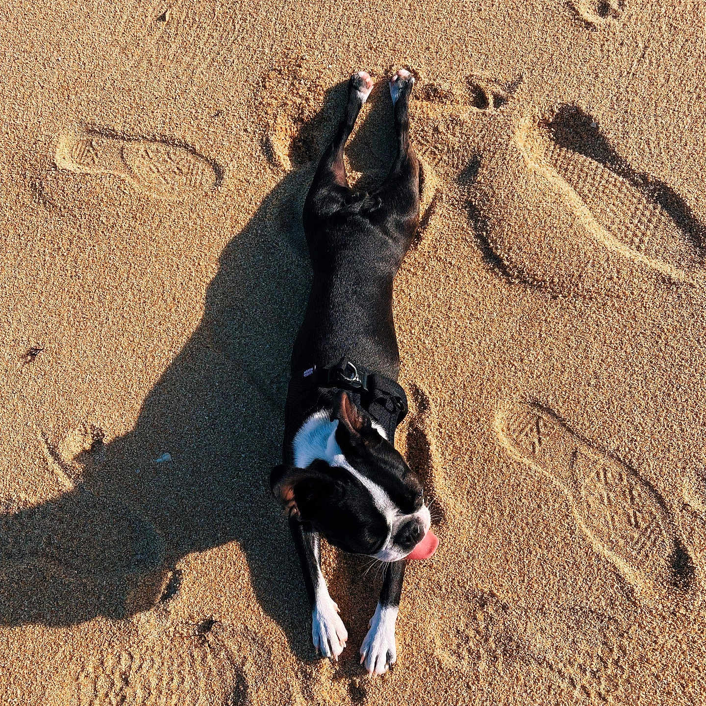 Snoopie a rejoint le concours — aidez-le/la à gagner de superbes lots ! dog, beach, sand, paw_prints, footprints, sunlight, shadow, black_and_white, tongue_out, playful, animal, pet, outdoor, summer, relaxation, canine, texture, nature, daytime, harness