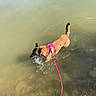 dog, water, pond, harness, leash, splashing, shallow_water, grass, rocks, outdoor, nature, animal, canine, brown_dog, reflection, sunlight, riverbank, walking, pet, daytime