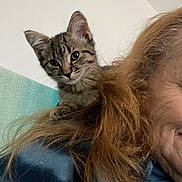 Winston is registered to the contest to win money with this photo: kitten, cat, tabby, pet, animal, fur, face, person, hair, shoulder, smile, indoor, curious, closeup, young, cute, domestic_animal, feline, portrait, friendly