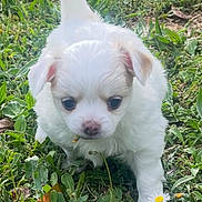 Bianca a rejoint le concours — aidez-le/la à gagner de superbes lots ! puppy, grass, flower, white, cute, small, outdoor, nature, animal, pet, young, curious, greenery, walking, leaf, spring, sunlight, adorable, fur, canine
