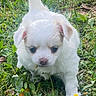 adorable, animal, canine, curious, cute, flower, fur, grass, greenery, leaf, nature, outdoor, pet, puppy, small, spring, sunlight, walking, white, young