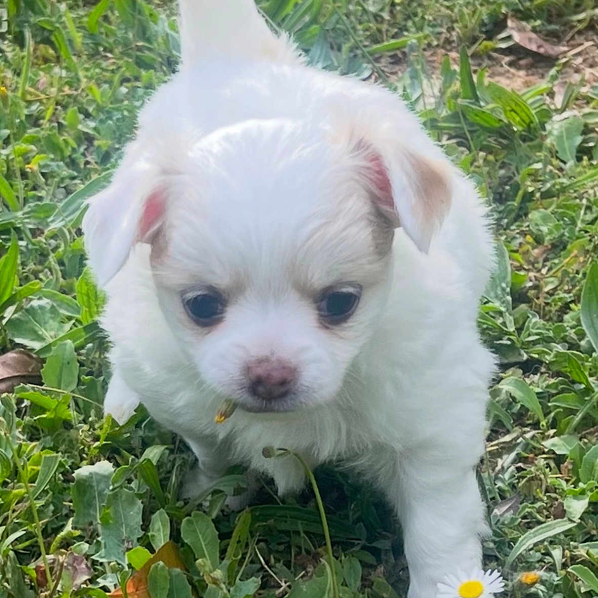 Bianca a rejoint le concours — aidez-le/la à gagner de superbes lots ! puppy, grass, flower, white, cute, small, outdoor, nature, animal, pet, young, curious, greenery, walking, leaf, spring, sunlight, adorable, fur, canine
