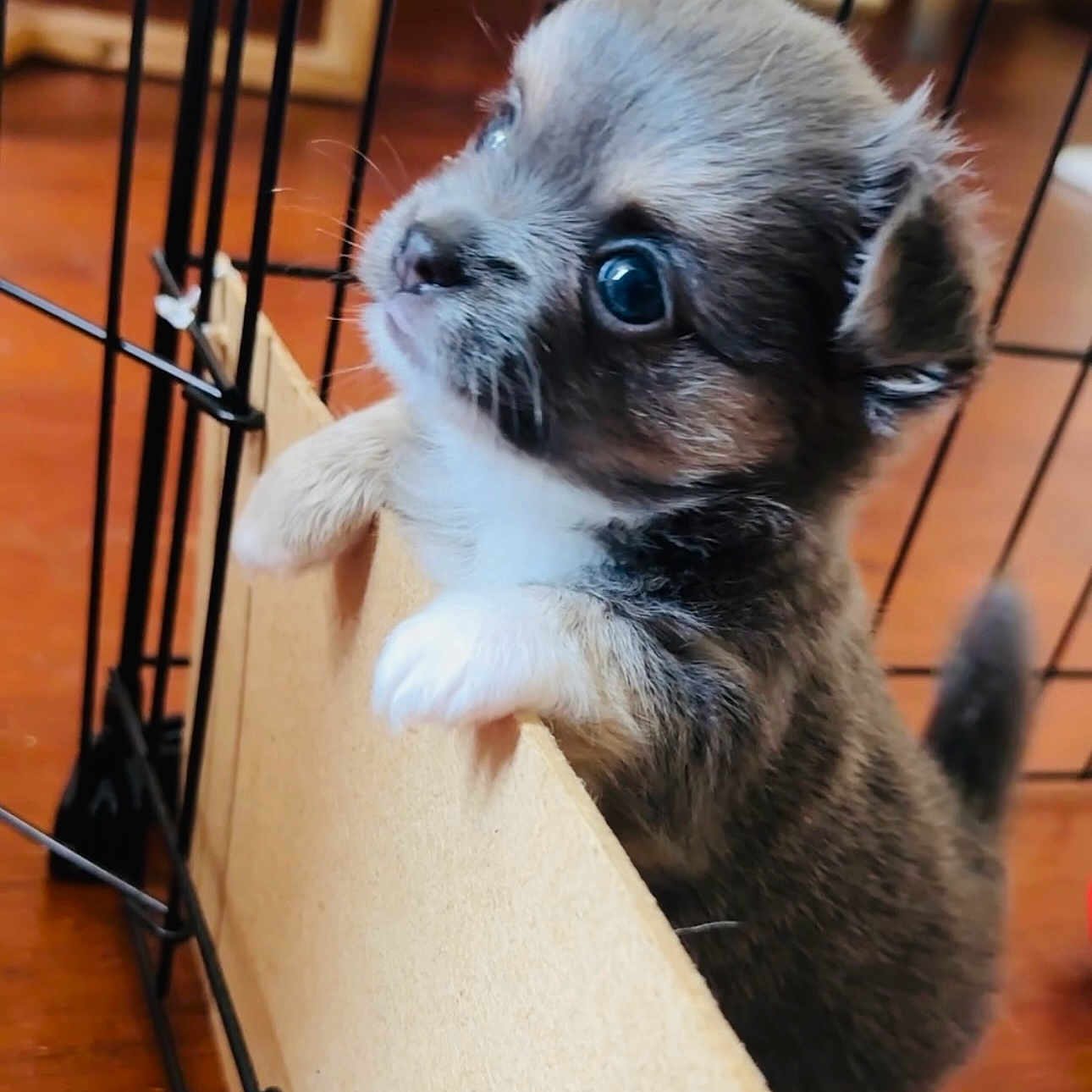 Praline participe au concours pour gagner de l'argent avec cette photo : animal, cage, cardboard, crate, curious, cute, dog, ears, floor, fluffy, fur, indoor, nose, paw, pet, puppy, small, tail, whiskers, young