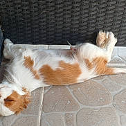 Atos participe au concours pour gagner de l'argent avec cette photo : dog, sleeping, white, brown, patches, puppy, floor, tile, relaxation, resting, cute, canine, fur, outdoor, woven_chair, pet, cozy, peaceful, nap, paw