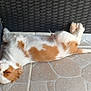 dog, sleeping, white, brown, patches, puppy, floor, tile, relaxation, resting, cute, canine, fur, outdoor, woven_chair, pet, cozy, peaceful, nap, paw