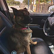 Bandit joined the competition — help win amazing prizes! animal, bottle, car_interior, collar, dashboard, daytime, dog, fence, leather_seat, looking_away, outdoor, pet, seat, side_view, sky, starbucks, steering_wheel, sunlight, trees, window