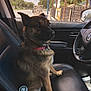 animal, bottle, car_interior, collar, dashboard, daytime, dog, fence, leather_seat, looking_away, outdoor, pet, seat, side_view, sky, starbucks, steering_wheel, sunlight, trees, window