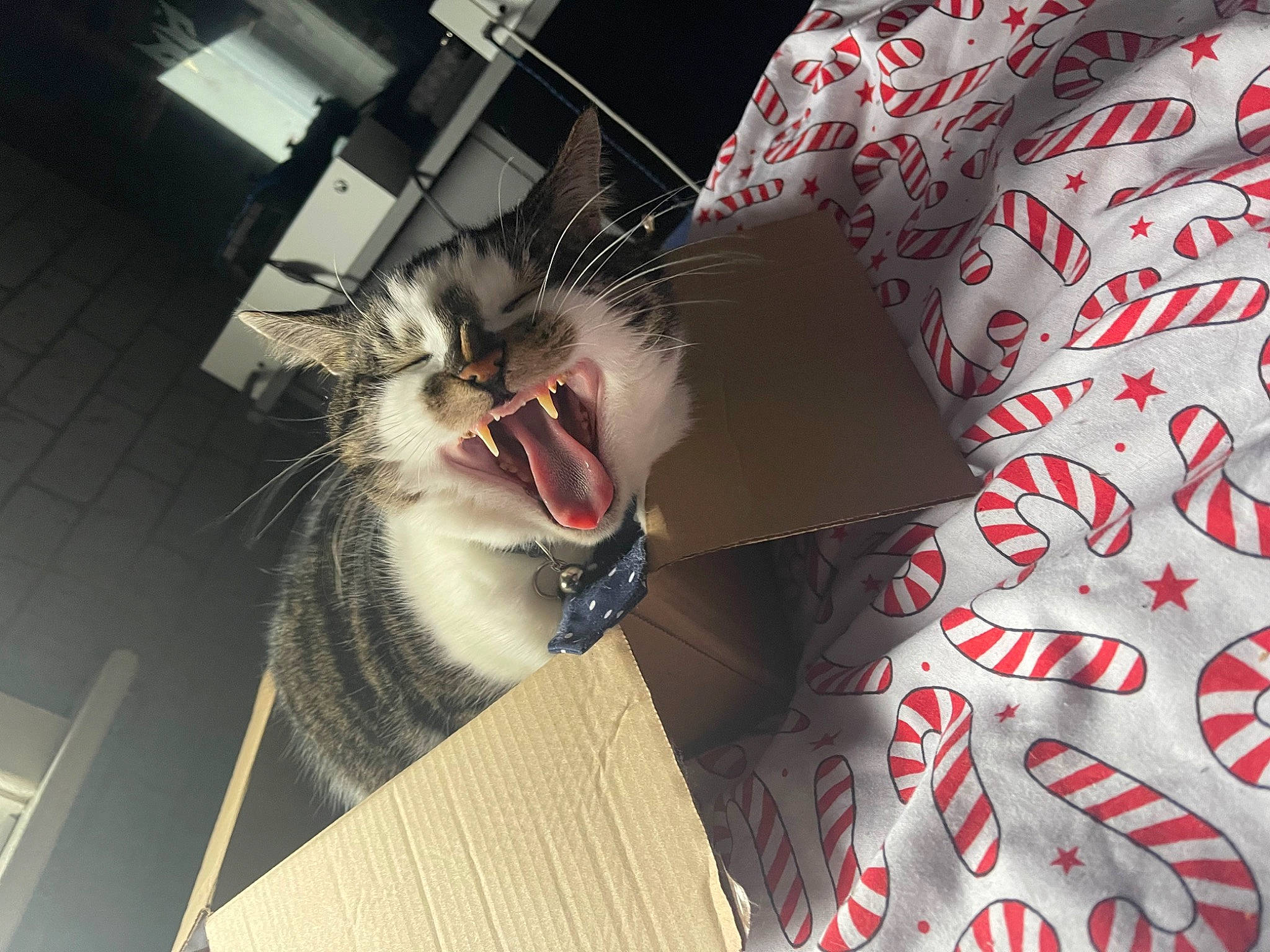 Boo Boo is registered to the contest to win money with this photo: box, cardboard, carmine, carnivore, cat, domestic_short_haired_cat, fang, felidae, flooring, fur, linens, packaging_and_labeling, pattern, paw, pet_supply, shipping_box, small_to_medium_sized_cats, tail, whiskers, yawn