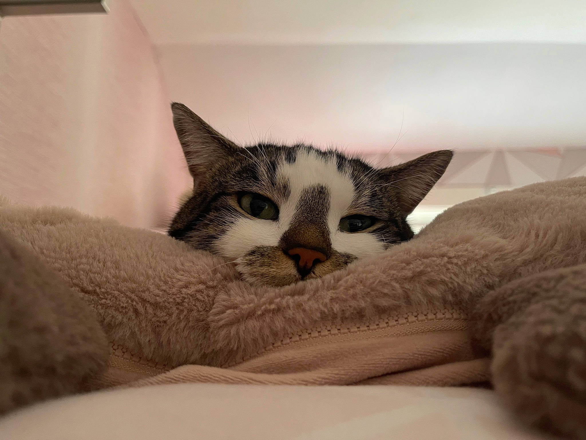 Boo Boo is registered to the contest to win money with this photo: bedding, carnivore, cat, cat_bed, claw, comfort, couch, domestic_short_haired_cat, eye, felidae, fur, grey, head, linens, nap, paw, sleep, small_to_medium_sized_cats, snout, whiskers