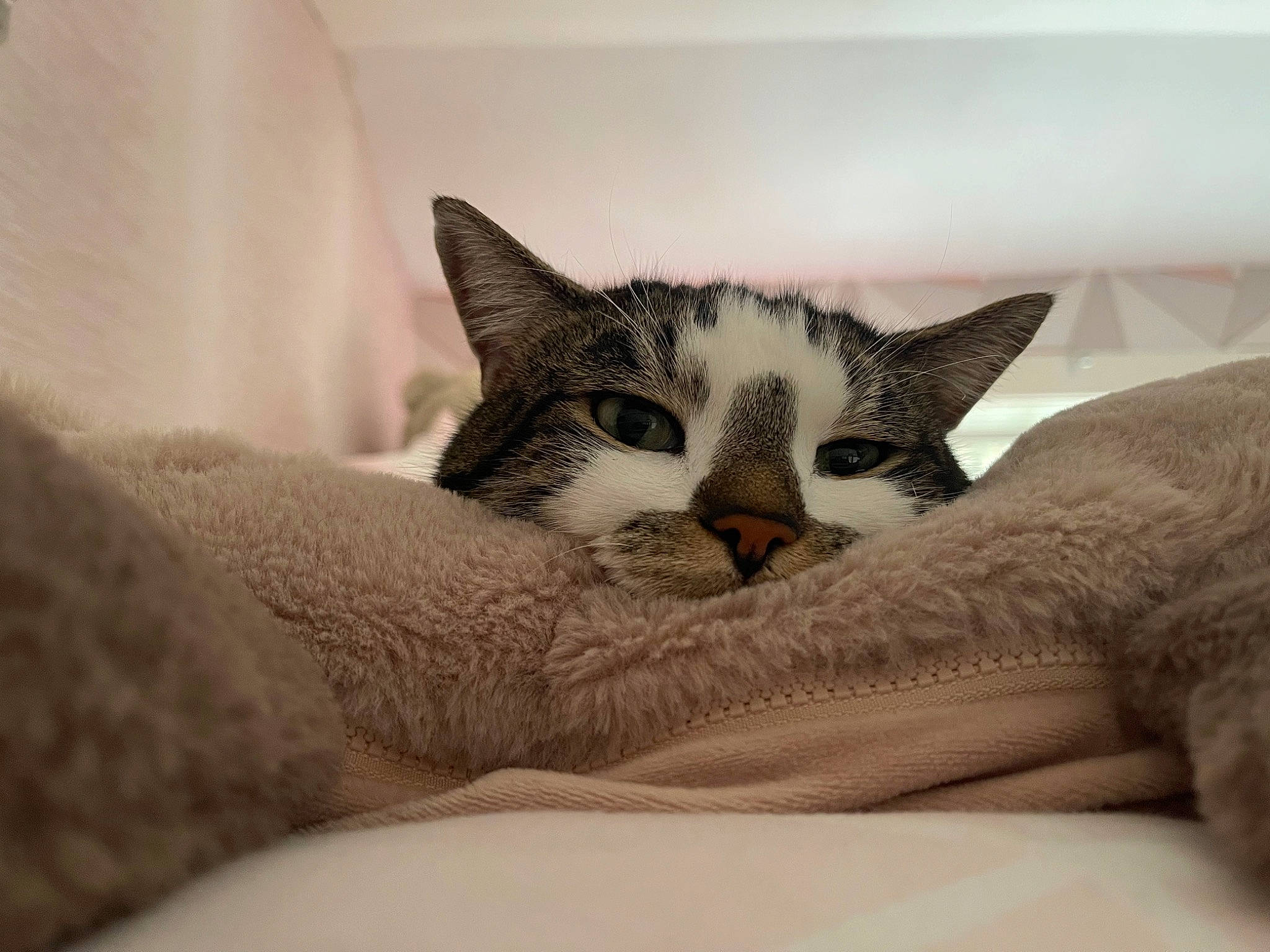 Boo Boo joined the competition — help win amazing prizes! bedding, carnivore, cat, cat_bed, comfort, domestic_short_haired_cat, eye, felidae, fur, grey, head, leg, linens, nap, paw, small_to_medium_sized_cats, snout, tail, tree, whiskers