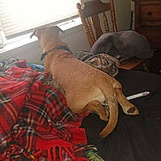 Daisy Duke joined the competition — help win amazing prizes! dog, bed, blanket, plaid, window, blinds, chair, wooden_furniture, indoor, pet, brown_dog, tail, blanket_fringe, relaxing, looking_out_window, fabric, cushion, casual, domestic, home