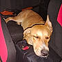 dog, sleeping, car_interior, center_console, red_seat, black_seat, pet, resting, brown_dog, animal, domestic_animal, canine, seat_cover, relaxation, nap, vehicle, transport, indoor, mammal, closeup