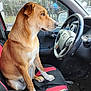Daisy Duke joined the competition — help win amazing prizes! dog, car_interior, steering_wheel, seat, window, brown_dog, white_paws, pet, vehicle, driver_seat, looking_out_window, canine, transportation, indoor, seat_cover, dashboard, parked_car, side_mirror, animal, pet_owner