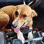 Daisy Duke is registered to the contest to win money with this photo: dog, brown_dog, white_paws, car_interior, gear_shift, parking_brake, coffee_cup, condiment_packets, seat, dashboard, steering_wheel, tongue_out, pet, animal, canine, resting, close_up, happy, domestic_animal, vehicle