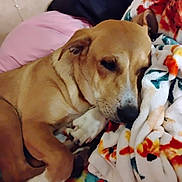 Daisy Duke joined the competition — help win amazing prizes! animal, bed, blanket, canine, closeup, comfort, cozy, cute, dog, fur, indoors, napping, paw, pet, relaxed, resting, sleeping, snuggling, soft, warm