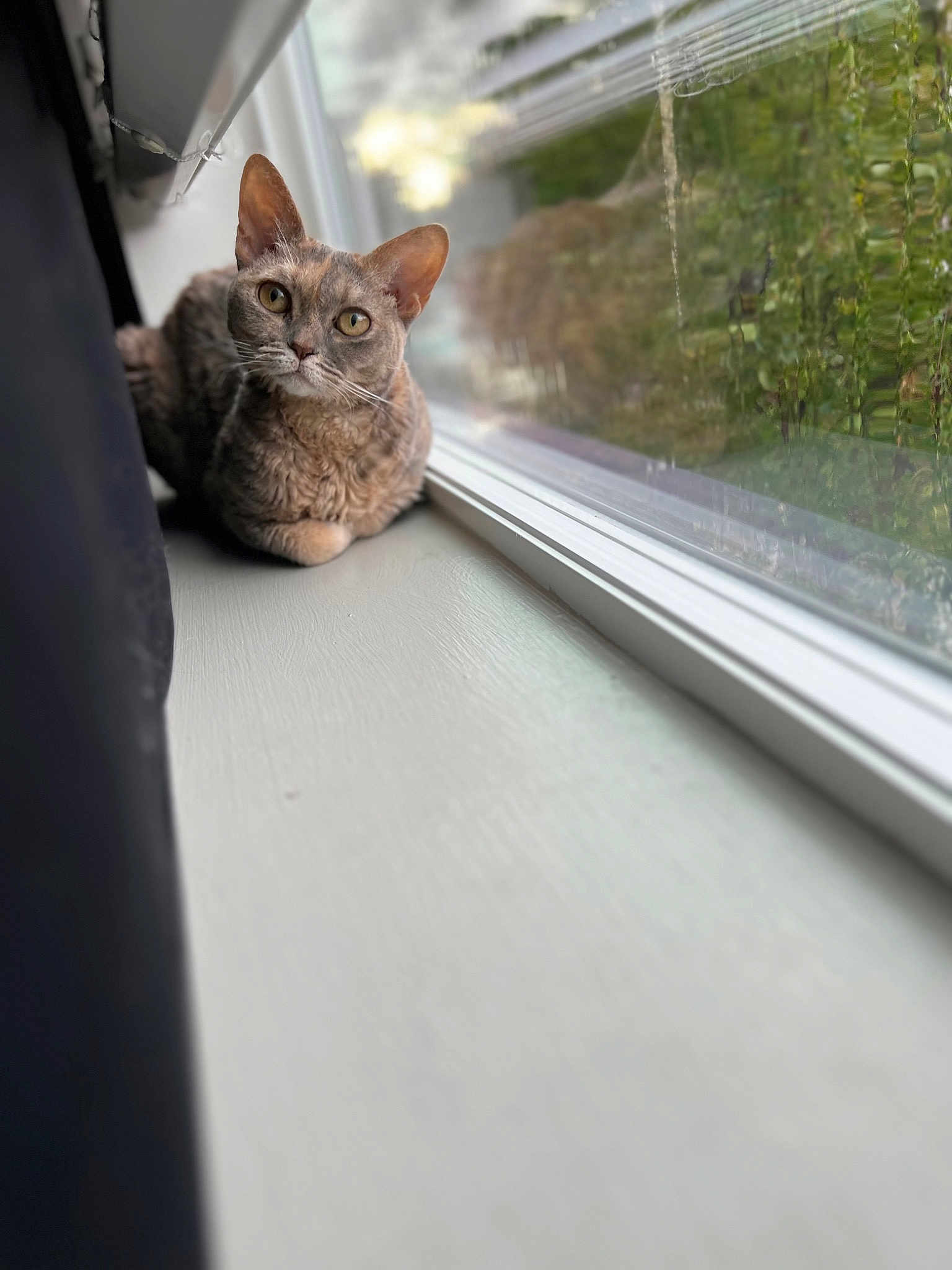 Kitty
