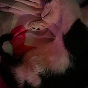 Mochi is registered to the contest to win money with this photo: animal, black_and_white, blanket, cat, closeup, comfort, cozy, cute, feline, fur, indoor, nap, paw, pet, quiet, relaxed, resting, sleeping, soft, warm_lighting