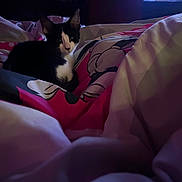 Mochi joined the competition — help win amazing prizes! animal, bed, black_and_white, blanket, cartoon_print, cat, comfort, cozy, cute, domestic, ears, feline, fur, indoor, pet, relaxed, resting, sleepy, soft_lighting, whiskers