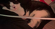 Mochi is registered to the contest to win money with this photo: animal, black_and_white, blanket, cat, closeup, comfort, cozy, cute, cute_pet, domestic, feline, fur, indoor, nap, pet, relaxed, resting, sleeping, soft, warm