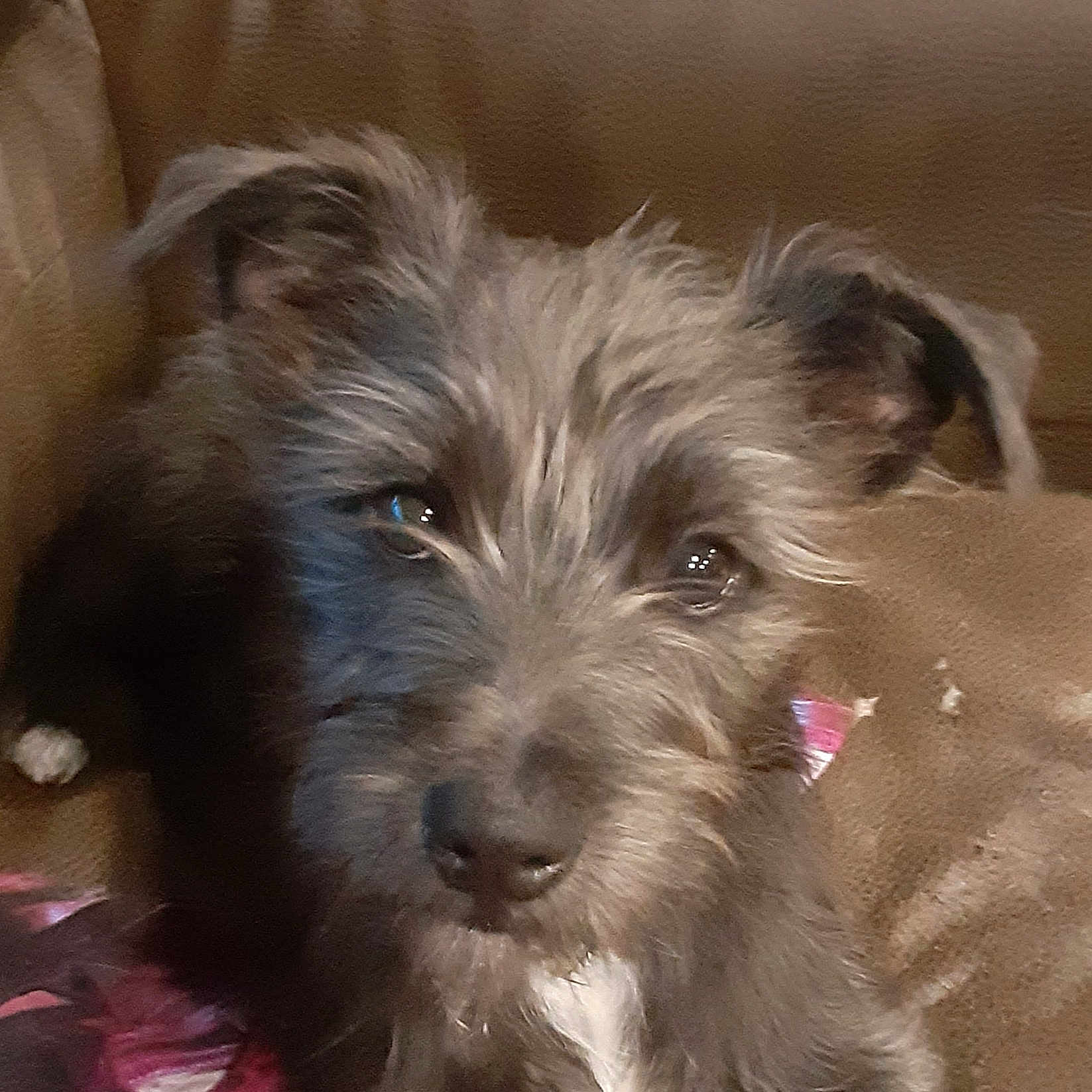 Scrappydude joined the competition — help win amazing prizes! dog, close_up, fluffy, scruffy, brown_couch, pet, animal, indoor, fur, canine, ears, snout, whiskers, brown, black, white_patch, sitting, cute, domestic_animal, portrait