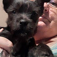 Scrappy Dude is registered to the contest to win money with this photo: black_dog, casual, closeup, cozy, cute, dog, ears, face, fluffy, glasses, hand, holding, home, indoor, person, pet, portrait, puppy, striped_shirt, young_dog