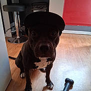 Urus participe au concours pour gagner de l'argent avec cette photo : dog, indoor, floor, cap, toy, bone, black_dog, white_paws, white_chest, wooden_floor, stool, red_wall, pet, animal, sitting, looking, shadow, headwear, domestic, companion