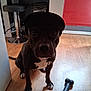 dog, indoor, floor, cap, toy, bone, black_dog, white_paws, white_chest, wooden_floor, stool, red_wall, pet, animal, sitting, looking, shadow, headwear, domestic, companion
