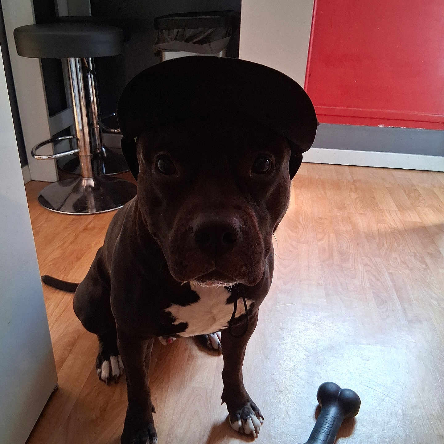 Urus participe au concours pour gagner de l'argent avec cette photo : animal, black_dog, bone, cap, companion, dog, domestic, floor, headwear, indoor, looking, pet, red_wall, shadow, sitting, stool, toy, white_chest, white_paws, wooden_floor