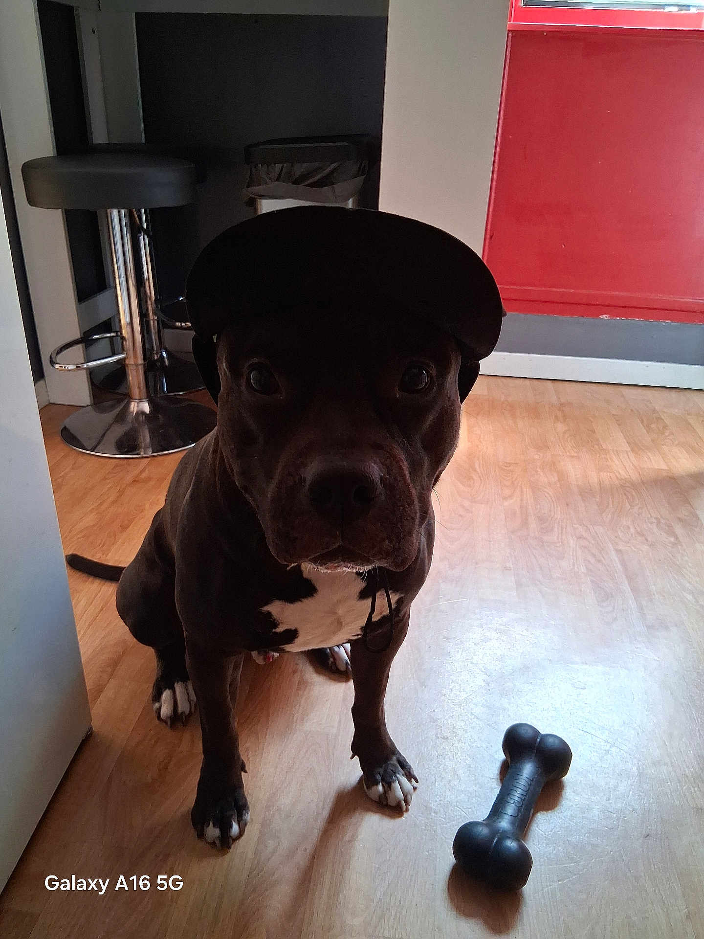 Urus participe au concours pour gagner de l'argent avec cette photo : dog, indoor, floor, cap, toy, bone, black_dog, white_paws, white_chest, wooden_floor, stool, red_wall, pet, animal, sitting, looking, shadow, headwear, domestic, companion