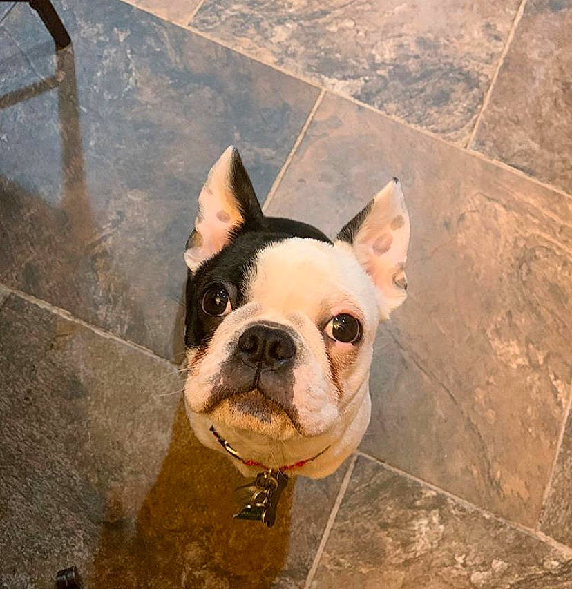 Frisco is registered to the contest to win money with this photo: boston_terrier, bulldog, canidae, carnivore, companion_dog, dog, dog_breed, ear, fawn, flooring, french_bulldog, mammal, non_sporting_group, olde_english_bulldogge, rare_breed_dog, sky, snout, toy_bulldog