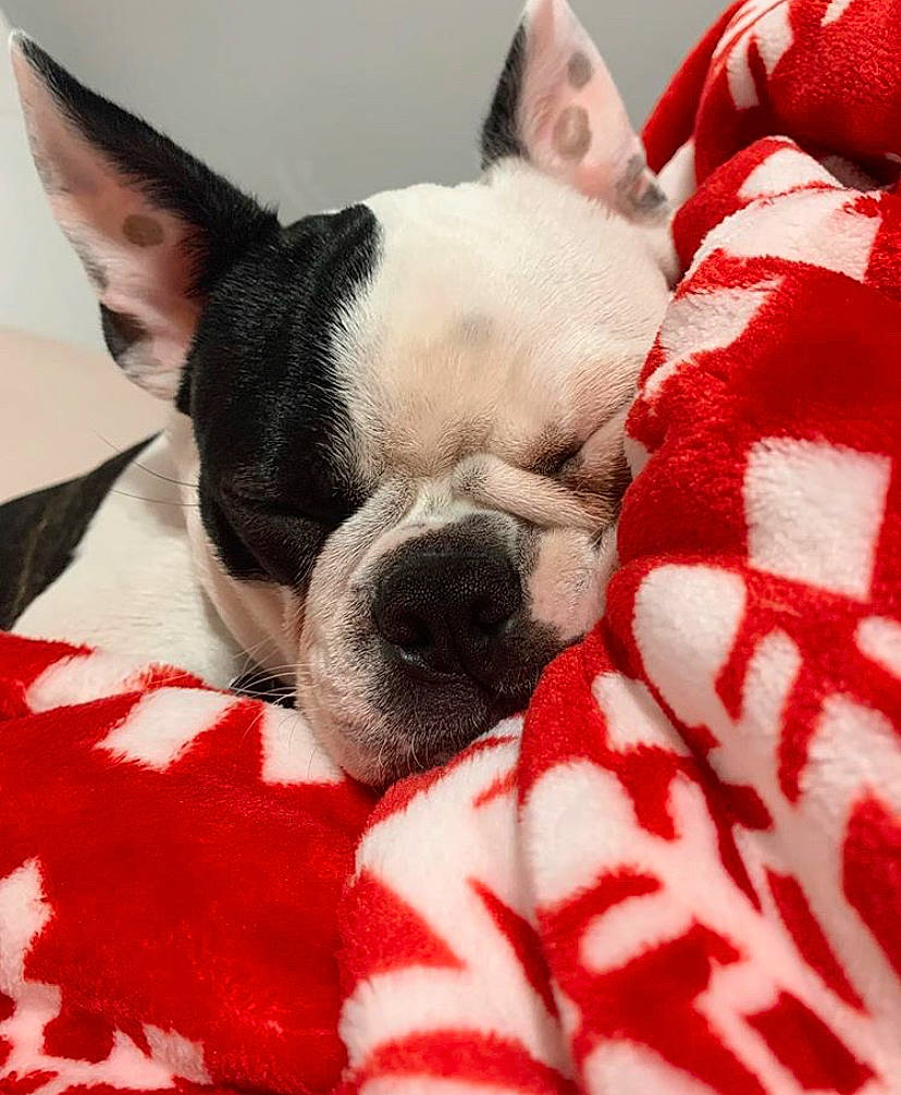 Frisco is registered to the contest to win money with this photo: boston_terrier, canidae, carnivore, companion_dog, dog, dog_breed, ear, fawn, french_bulldog, head, mammal, nap, non_sporting_group, nose, puppy_love, skin, snout, toy_bulldog, vertebrate, whiskers
