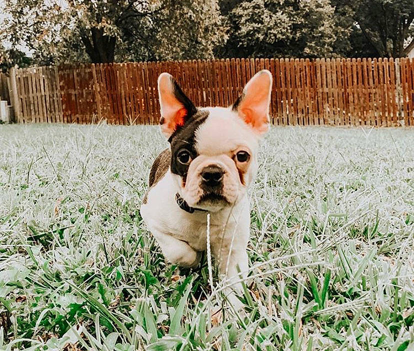 Frisco joined the competition — help win amazing prizes! australian_bulldog, bulldog, canidae, carnivore, companion_dog, dog, dog_breed, fawn, french_bulldog, grass, mammal, non_sporting_group, plant, puppy, rare_breed_dog, snout, sporting_group, toy_bulldog, vertebrate