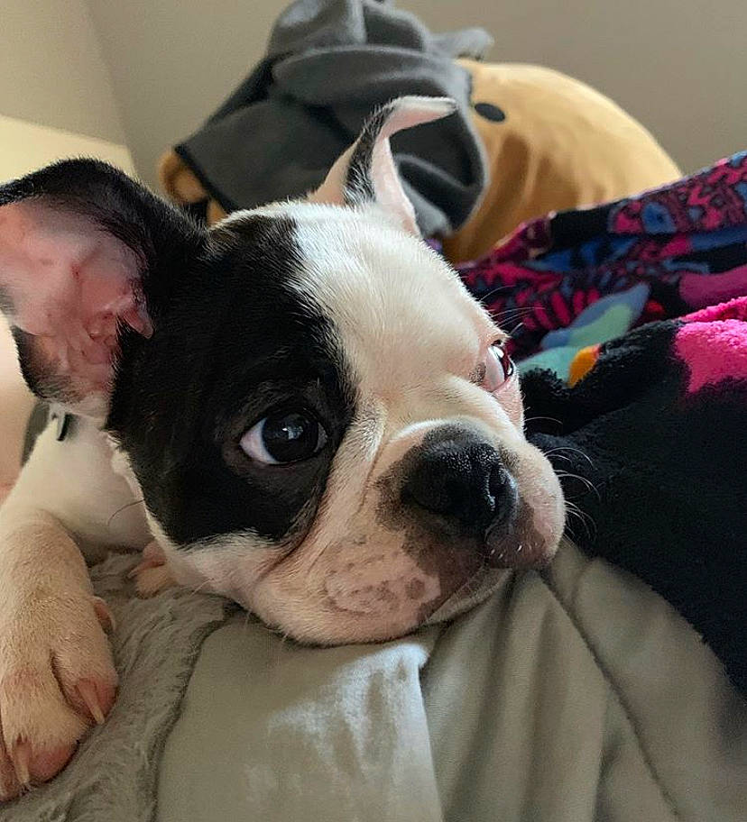 Frisco joined the competition — help win amazing prizes! boston_terrier, canidae, carnivore, companion_dog, dog, dog_breed, ear, eye, french_bulldog, head, mammal, non_sporting_group, nose, puppy, puppy_love, skin, snout, toy_bulldog, vertebrate, whiskers