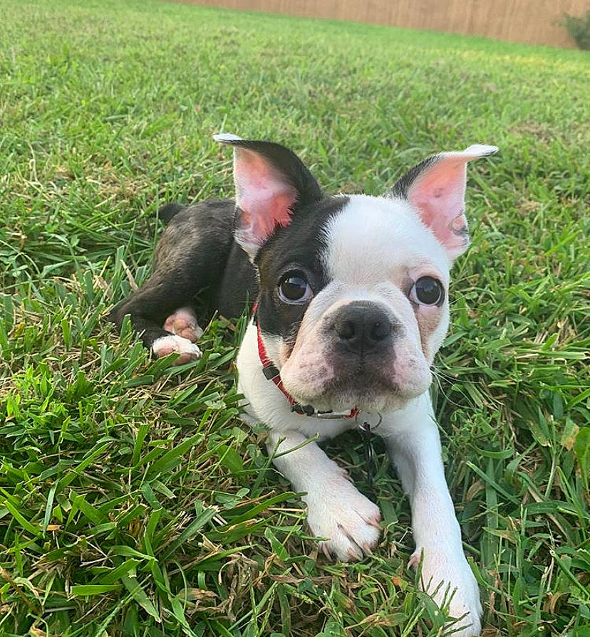 Frisco joined the competition — help win amazing prizes! adventure, australian_bulldog, boston_terrier, canidae, carnivore, companion_dog, dog, dog_breed, fawn, french_bulldog, grass, mammal, non_sporting_group, nose, puppy, rare_breed_dog, snout, sporting_group, toy_bulldog, vertebrate