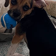 Ava is registered to the contest to win money with this photo: adult, animal, beagle, bulldog, canine, chair, chihuahua, couch, cushion, dog, furniture, homedecor, hound, male, man, person, pet, pointer, puppy, sphere