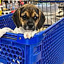 Ava is registered to the contest to win money with this photo: animal, basket, beagle, boxer, bulldog, canine, dog, grocerystore, hound, indoors, laundry, market, pet, pug, puppy, shelf, shop, shoppingbasket, shoppingcart, supermarket