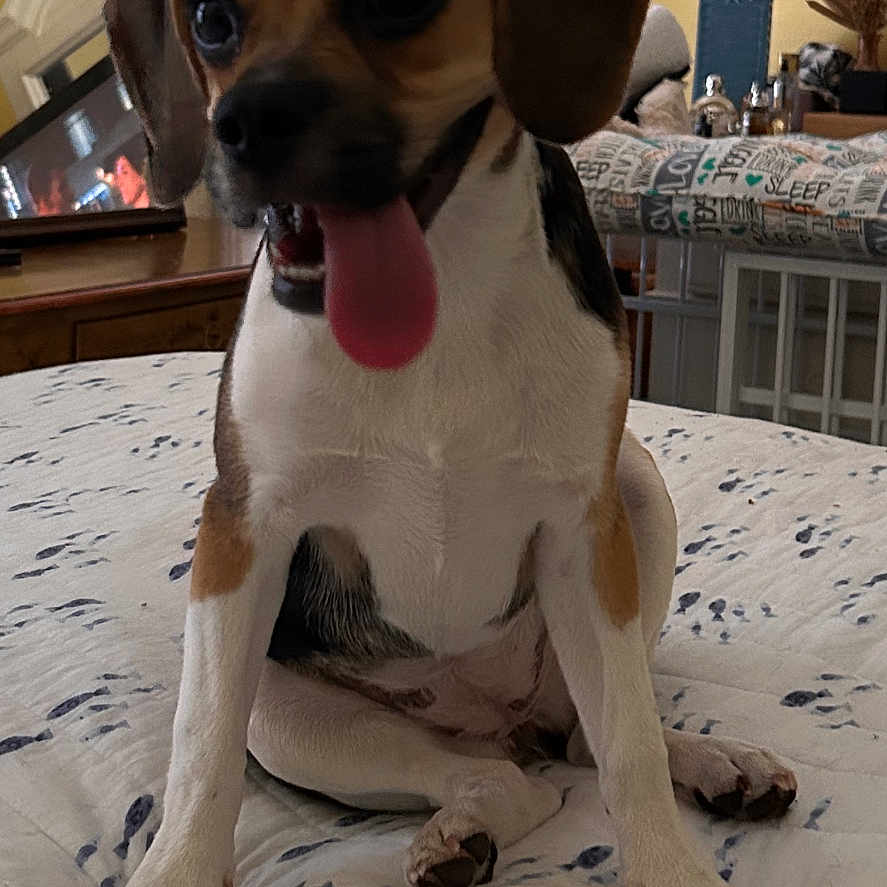 Ava joined the competition — help win amazing prizes! animal, architecture, beagle, building, canine, clothing, dog, furniture, hat, hound, indoors, interiordesign, lamp, lampshade, livingroom, person, pet, plant, puppy, tablelamp