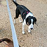 dog, dogs, black_and_white_dog, brown_dog, pet, leash, collar, walking, outdoor, dirt_path, gravel, rocky_ground, animal, canine, short_hair, standing, curious, portrait, daylight, pet_owner