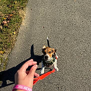 Buddy joined the competition — help win amazing prizes! dog, puppy, outdoor, pavement, sidewalk, grass, leaves, autumn, harness, leash, red_leash, brown_and_white, sitting, looking_up, pet, walk, hand, shadow, sunlight, road